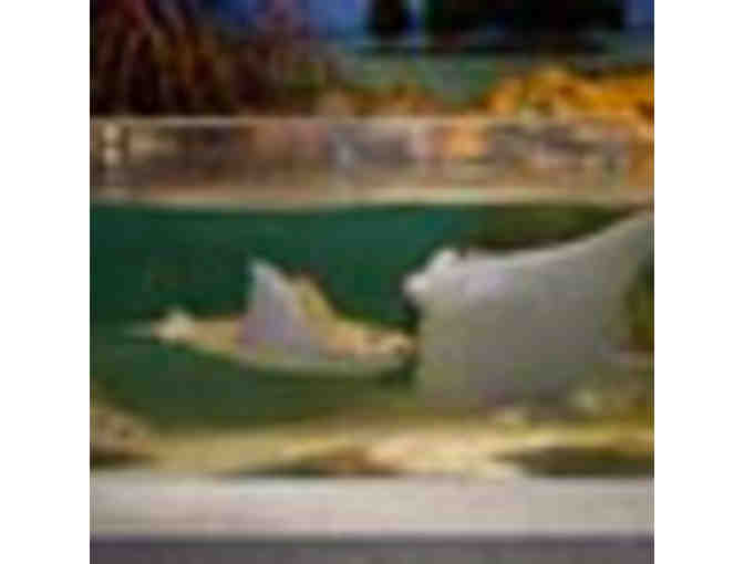 2 Admission Passes to the New England Aquarium