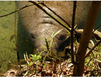 Hyatt  Waterfront Paradise on Florida Gulf Coast