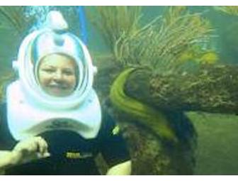 See it From A Fish's Point of View and Sleep in Luxury