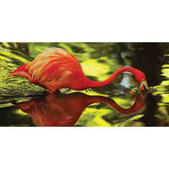 Ellie Schiller Homosassa Springs Wildlife State Park