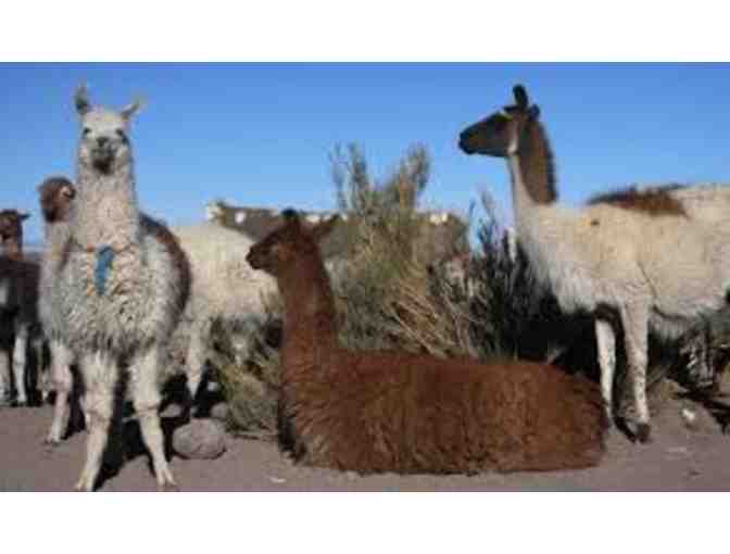 Lama Wool Treasures
