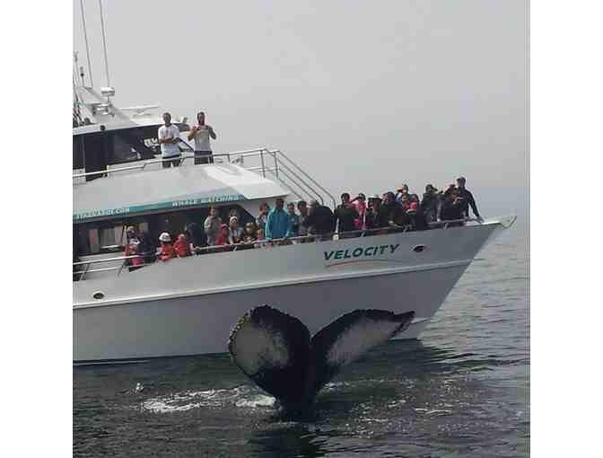 Santa Cruz Whale Watching - One (1) Adult Trip