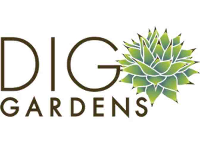 Dig Gardens $25 Gift Certificate, Succulent Notecards, and Scented Candle
