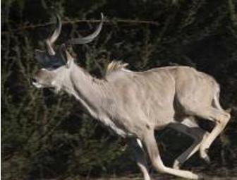 Almost Africa! Bring the Kids! African Wildlife at the B Bryan Preserve In Pt. Arena, CA (for 4)