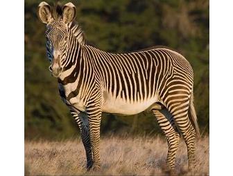 Almost Africa! Bring the Kids! African Wildlife at the B Bryan Preserve In Pt. Arena, CA (for 4)