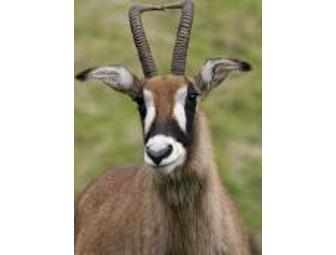 Almost Africa! Bring the Kids! African Wildlife at the B Bryan Preserve In Pt. Arena, CA (for 4)