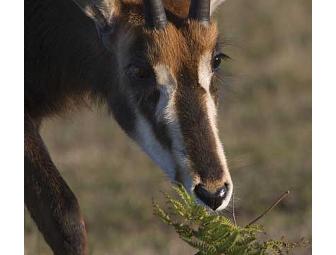 Almost Africa! Bring the Kids! African Wildlife at the B Bryan Preserve In Pt. Arena, CA (for 4)