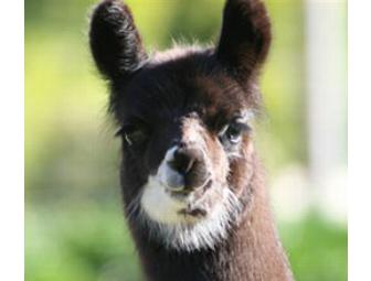 Glendeven Inn - Ever Had a Night's Lodging for 2, Wine Tasting, Ocean and Llama Viewing All in One??