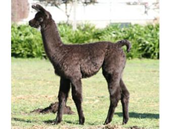 Glendeven Inn - Ever Had a Night's Lodging for 2, Wine Tasting, Ocean and Llama Viewing All in One??