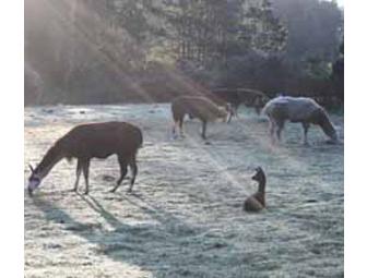 Glendeven Inn - Ever Had a Night's Lodging for 2, Wine Tasting, Ocean and Llama Viewing All in One??