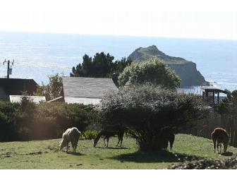 Glendeven Inn - Ever Had a Night's Lodging for 2, Wine Tasting, Ocean and Llama Viewing All in One??