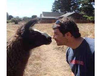 Glendeven Inn - Ever Had a Night's Lodging for 2, Wine Tasting, Ocean and Llama Viewing All in One??