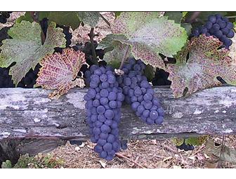 Here's the Chauffeured Wine Limo Tour (for 2) You've Always Thought About Doing!!