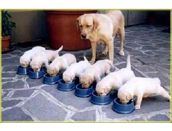 Dog Training Extraordinaire by Elaine Miksak