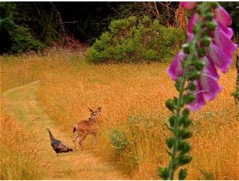 Quiet Meadow Cottage, 3 nights, sleeps 4. Children welcome!