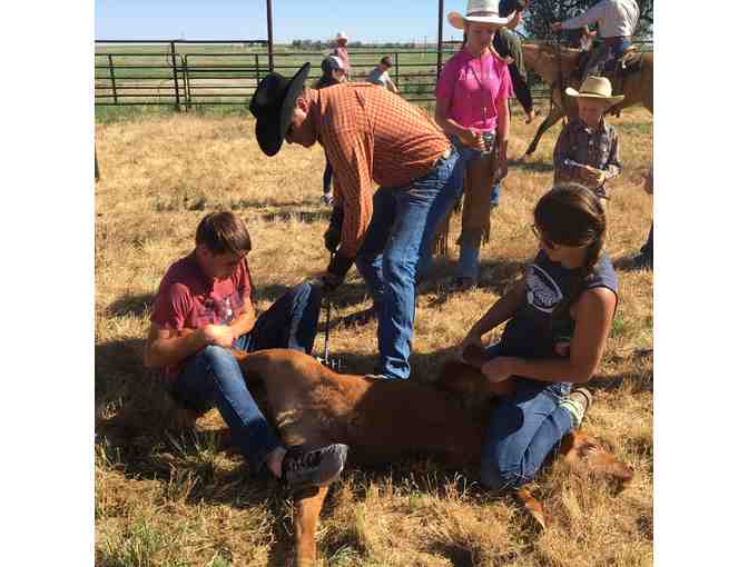 20 lbs Premium Quality Red Angus Ground Beef LOCAL KF Land and Cattle