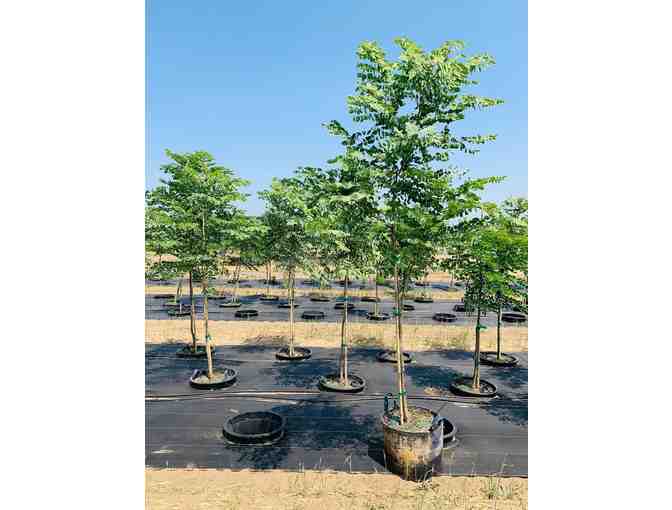 3 Minnesota-hardy trees in easy-to-handle #15-gallon Root Pouch grow bags