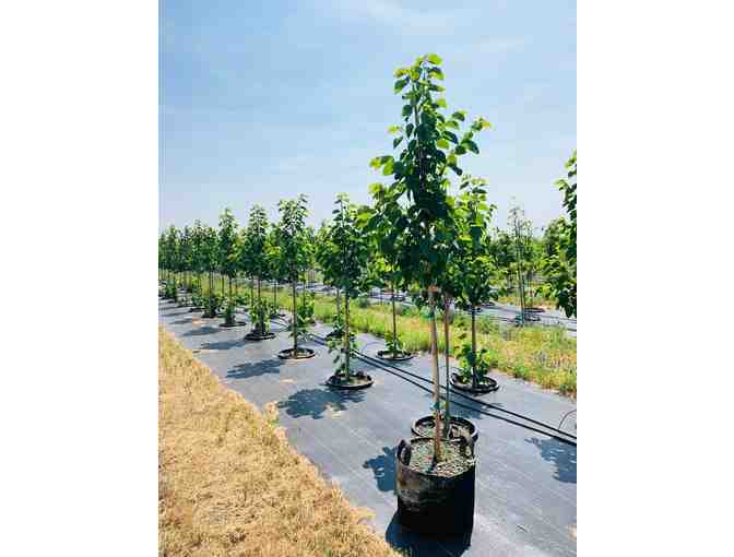 3 Minnesota-hardy trees in easy-to-handle #15-gallon Root Pouch grow bags