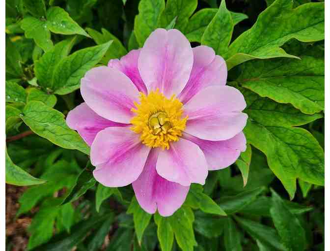 $100 Kelley & Kelley Nursery Gift Card