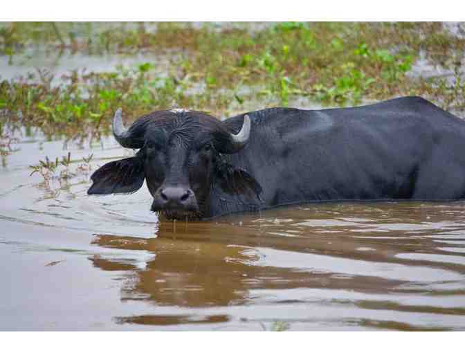 Argentina Big Game Hunt for 4-Hunters - Photo 2