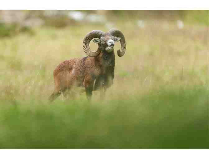 Argentina Big Game Hunt for 4-Hunters - Photo 10