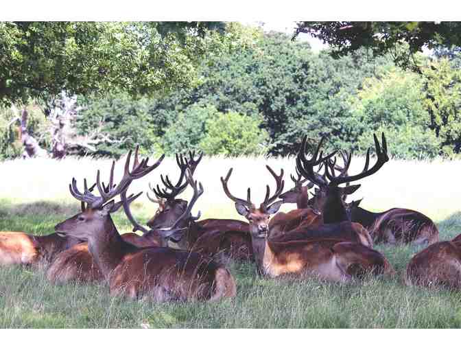 Argentina Big Game Hunt for 4-Hunters - Photo 11