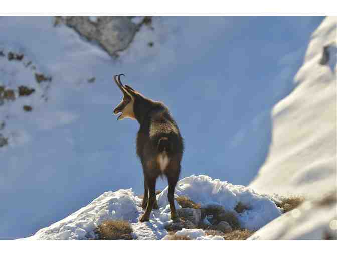 New Zealand Hunting Trip for Four Hunters - Photo 1