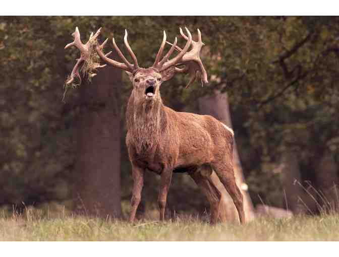 New Zealand Hunting Trip for Four Hunters - Photo 2