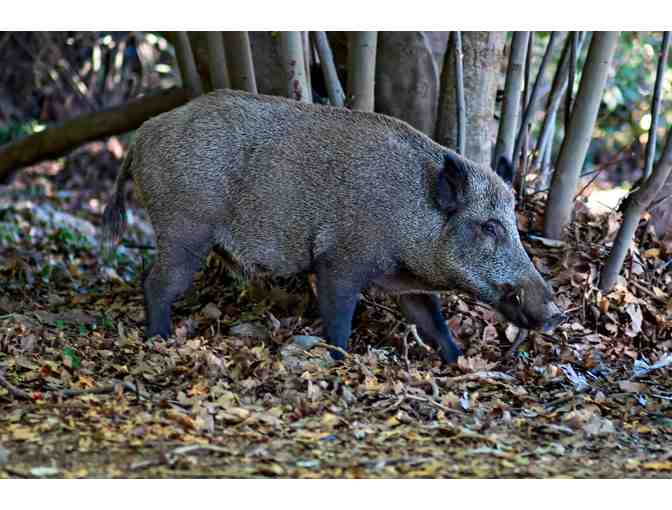 New Zealand Hunting Trip for Four Hunters - Photo 3