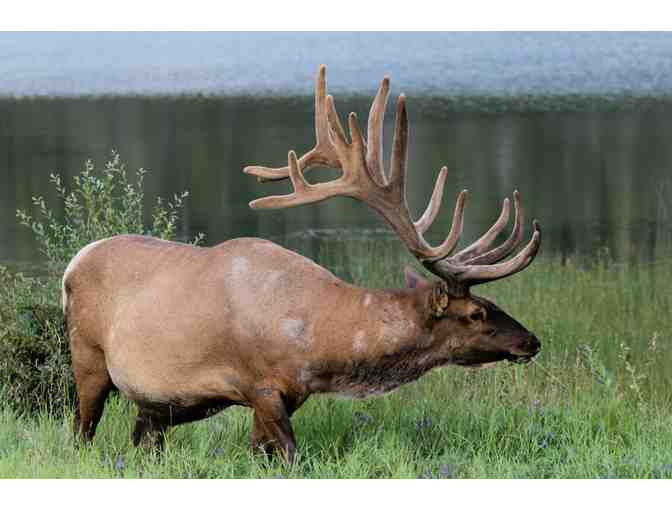 New Zealand Hunting Trip for Four Hunters - Photo 4