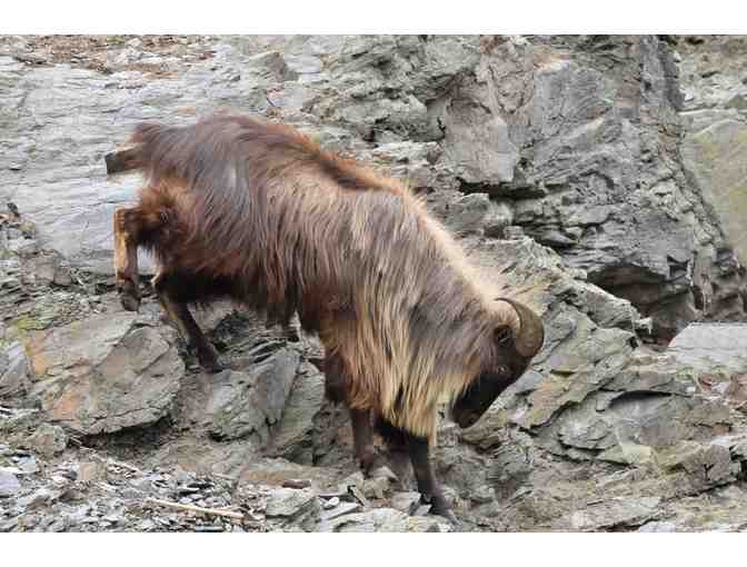 New Zealand Hunting Trip for Four Hunters - Photo 12