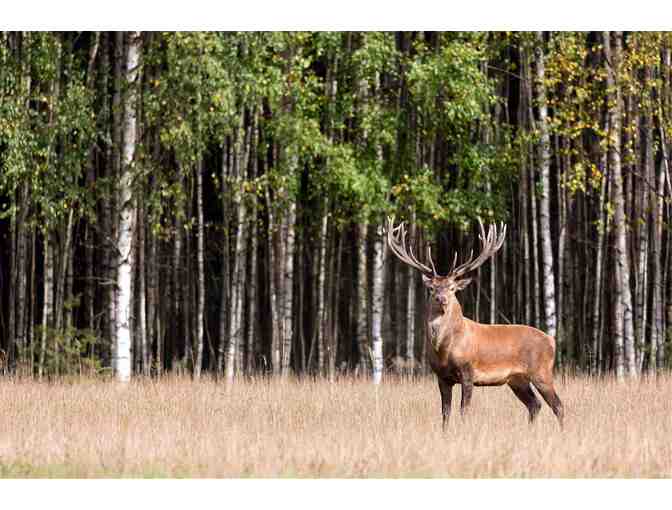 New Zealand Hunting Trip for Four Hunters - Photo 14