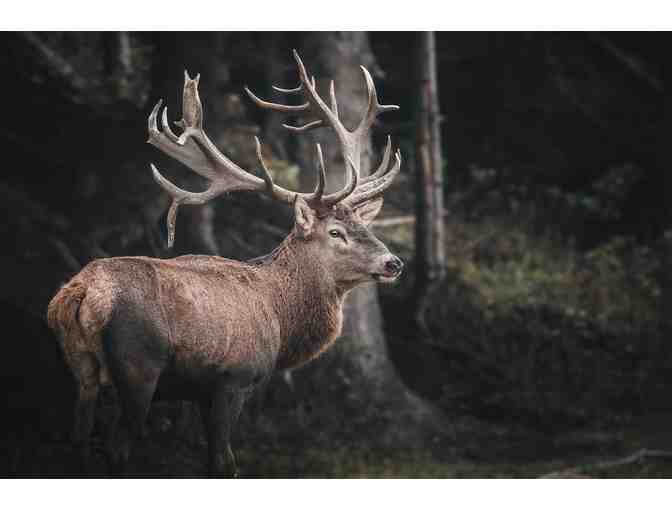 New Zealand Hunting Trip for Four Hunters - Photo 16