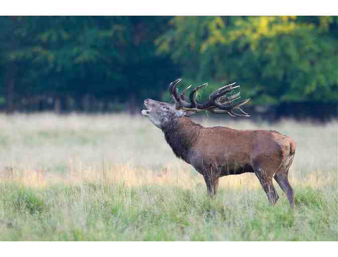New Zealand Hunting Trip for Four Hunters - Photo 17