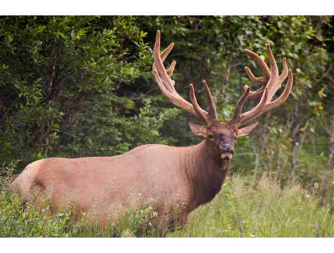 New Zealand Hunting Trip for Four Hunters - Photo 20