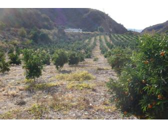 Tangerine Tasting Tour for 15