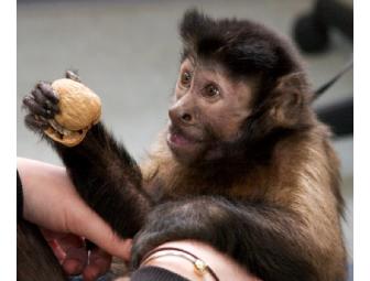Support Monkey Room & Board at The Monkey College for one month for one Monkey!