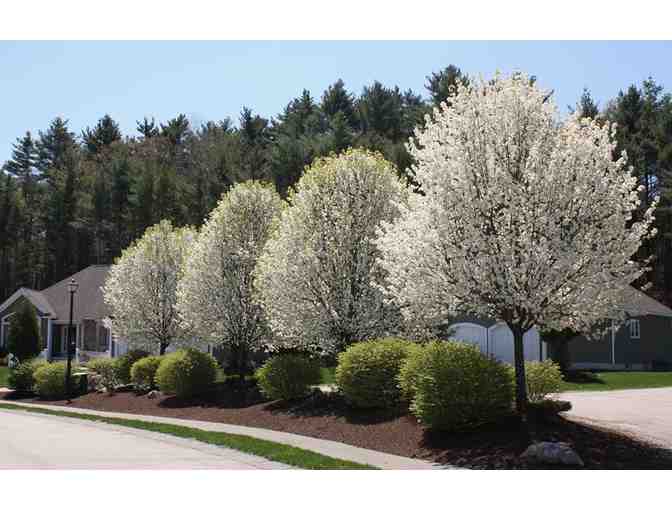 Gift Certificate for Landscaping Services