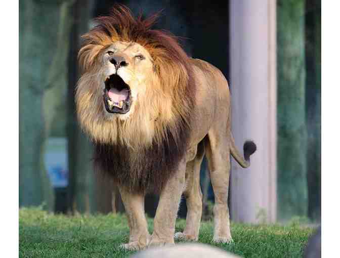 New England Fun Package! Kids Activities all over New England!