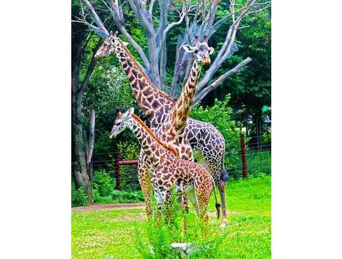 New England Fun Package! Kids Activities all over New England!