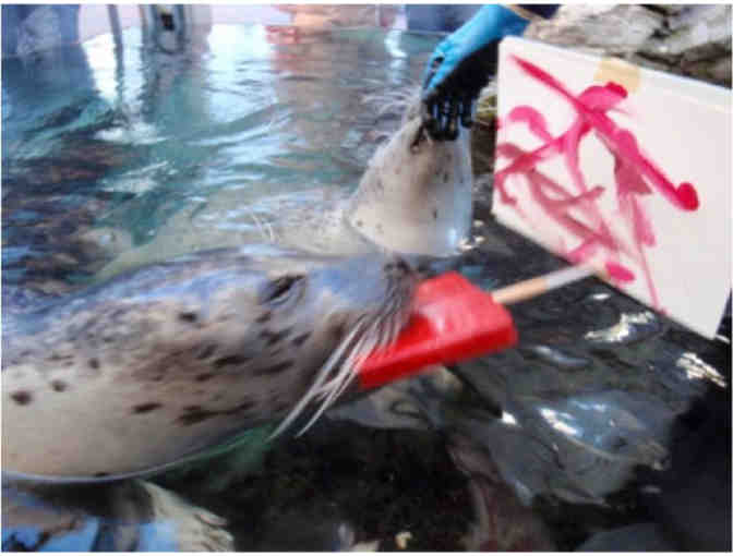 An Original Painting by Amelia, a New England Aquarium Seal & 2 Passes to the Aquarium
