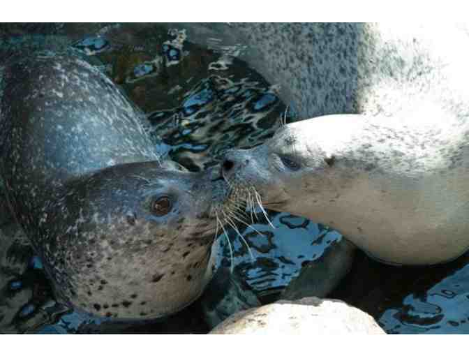 An Original Painting by Amelia, a New England Aquarium Seal & 2 Passes to the Aquarium