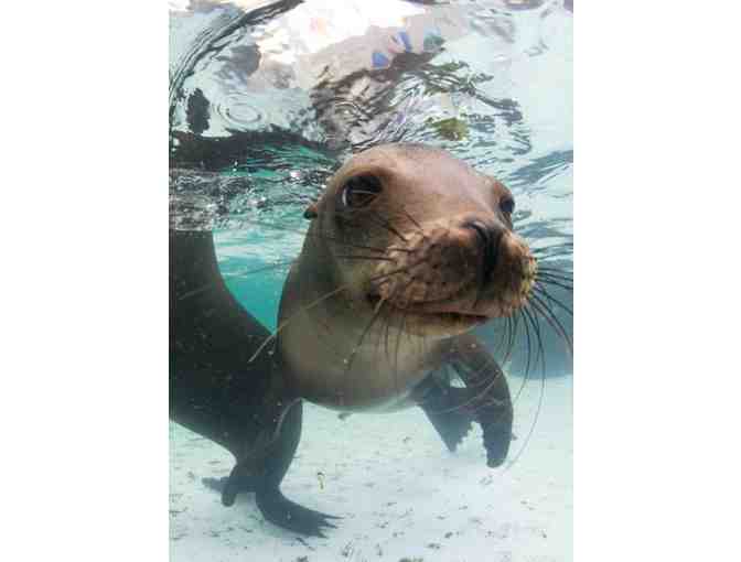 An Original Painting by Amelia, a New England Aquarium Seal & 2 Passes to the Aquarium