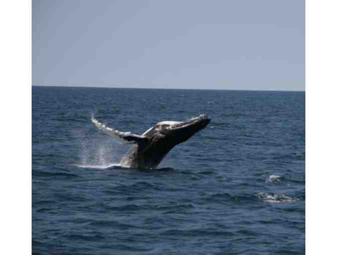 North Shore Adventure-Peabody Essex Museum, Salem Witch Museum, & Capt. Bill's Whale Watch
