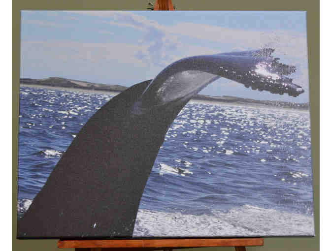Humpback Whale Photograph on Canvas - 16'x20'