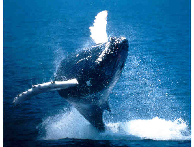 Get-away-Westin Waltham, Boston Harbor Cruises, Isabella Stewart Gardner Museum & Stellina