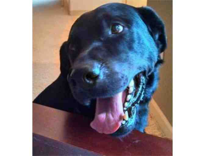 Two Weeks of Dog Walks in the Wakefield, Lynnfield, Reading, Melrose and Stoneham area