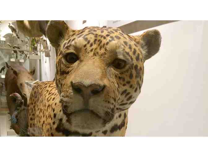 Four Passes to Harvard Museum of Natural History