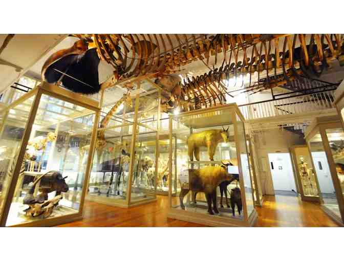 Four Passes to Harvard Museum of Natural History