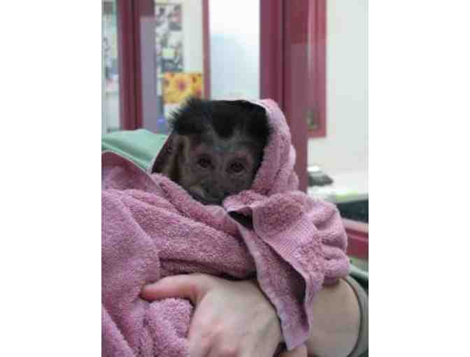Bid on a "Priceless" Private Behind the Scenes Tour for 4 People @ Monkey College - Photo 1